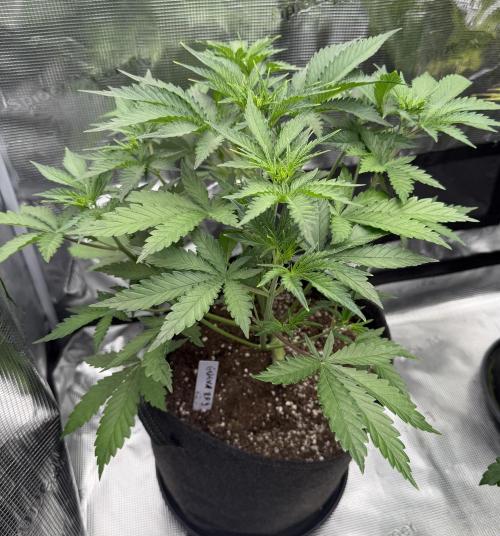 Guava Auto RF3. Week 3
