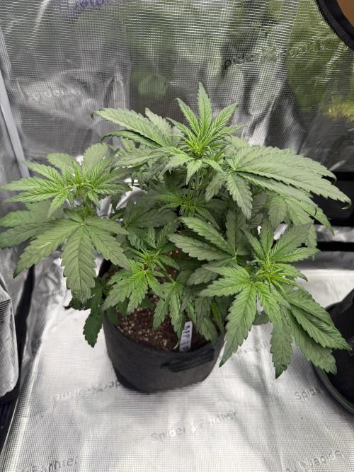 Banana Purple Punch from FastBuds. Week 3