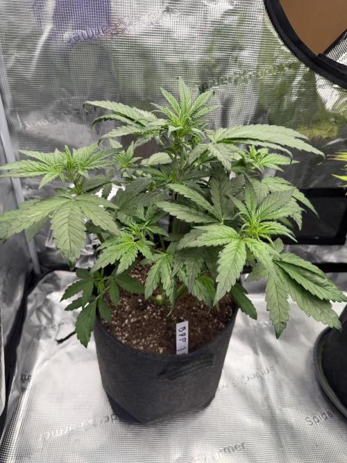Banana Purple Punch Auto. Week 3
