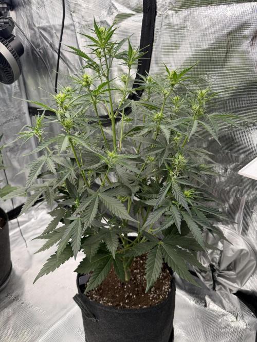 Gelato Auto FastBuds. Week 4