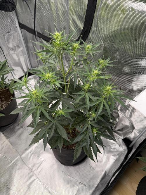 Gelato Auto. Week 4