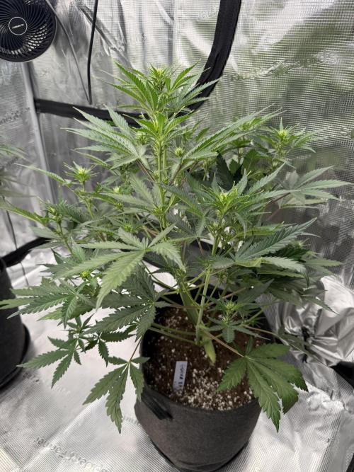 Guava Auto RF3 FastBuds. Week 4