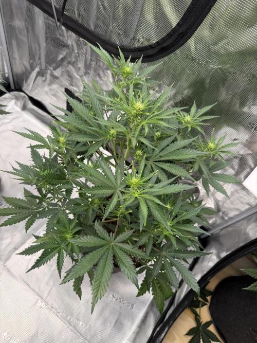Guava Auto RF3 FastBuds. Week 4