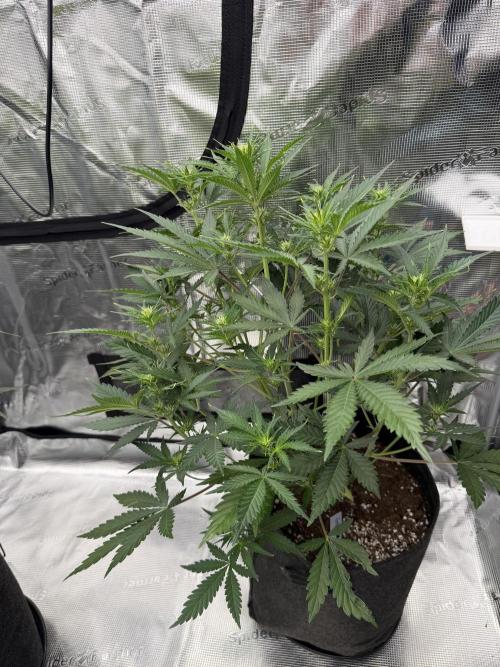 Guava Auto RF3. Week 4