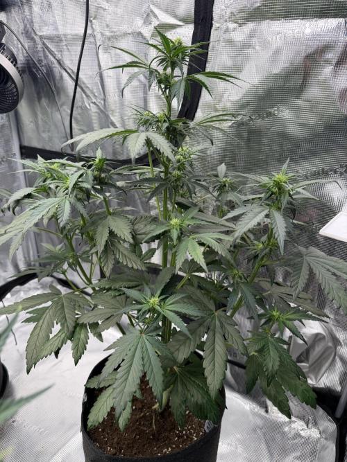 Banana Purple Punch from FastBuds. Week 4