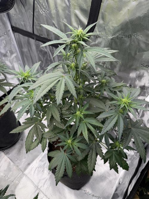 Banana Purple Punch Auto. Week 4