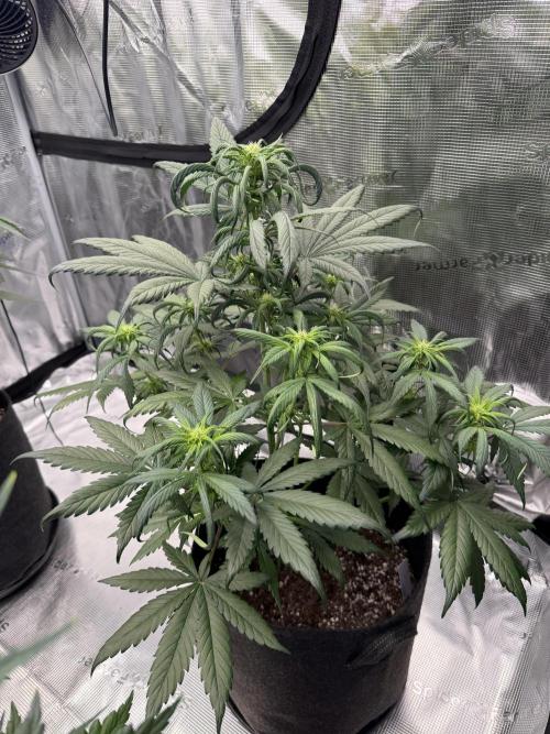 Last Dance with Strawberry Groilla Auto. Week 4