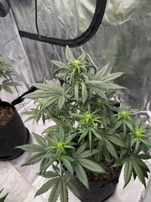 Strawberry Gorilla Auto. Week 4
