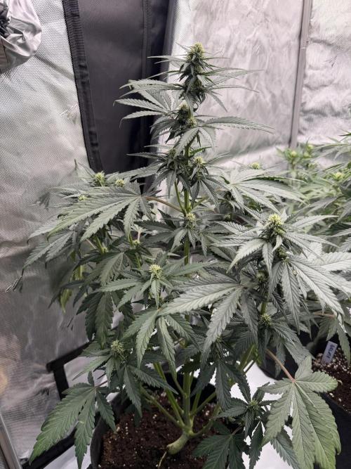 Banana Purple Punch from FastBuds. Week 5