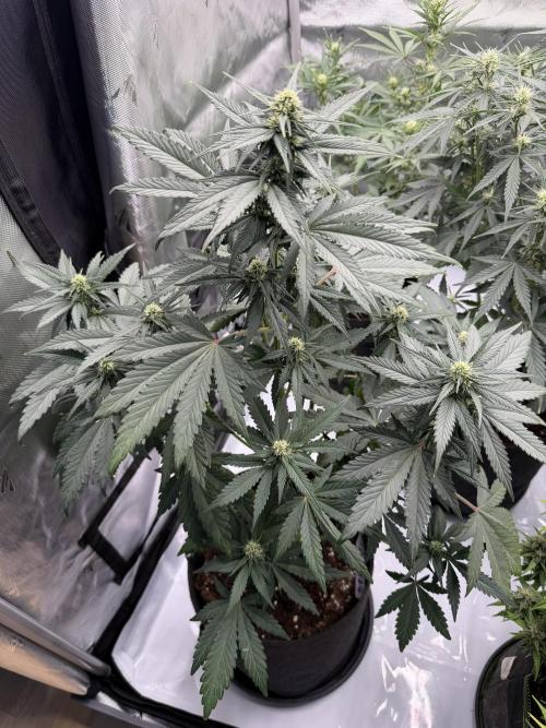 Banana Purple Punch from FastBuds. Week 5