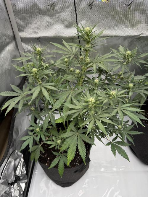 Guava Auto RF3 FastBuds. Week 5