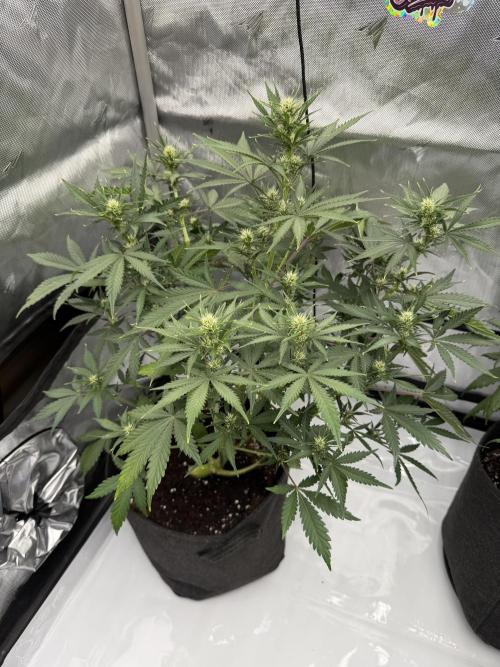 Guava Auto RF3 FastBuds. Week 5