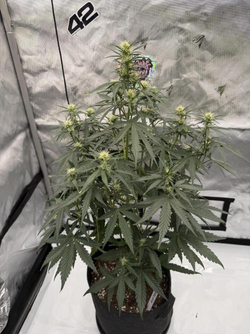Gelato Auto FastBuds. Week 5