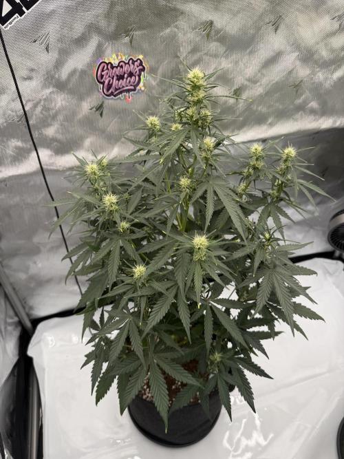 Gelato Auto FastBuds. Week 5