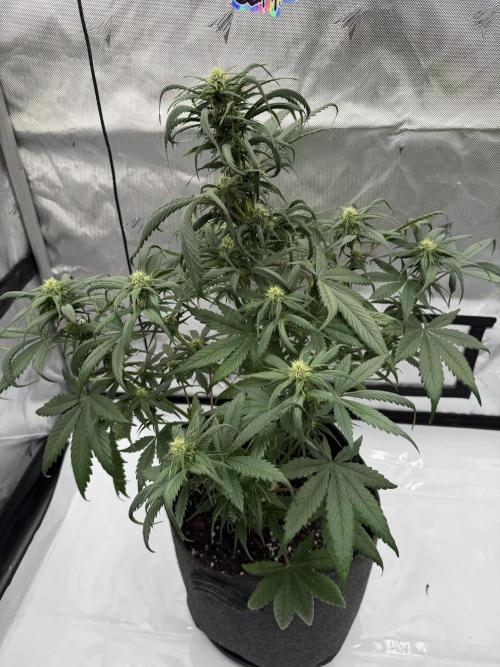 Last Dance with Strawberry Groilla Auto. Week 5