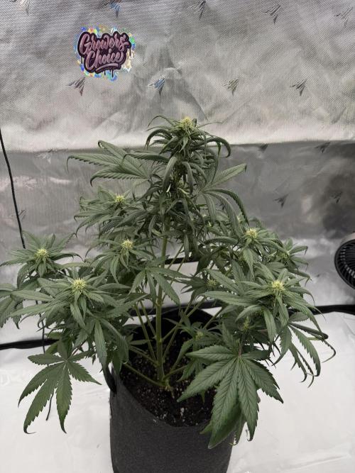 Last Dance with Strawberry Groilla Auto. Week 5