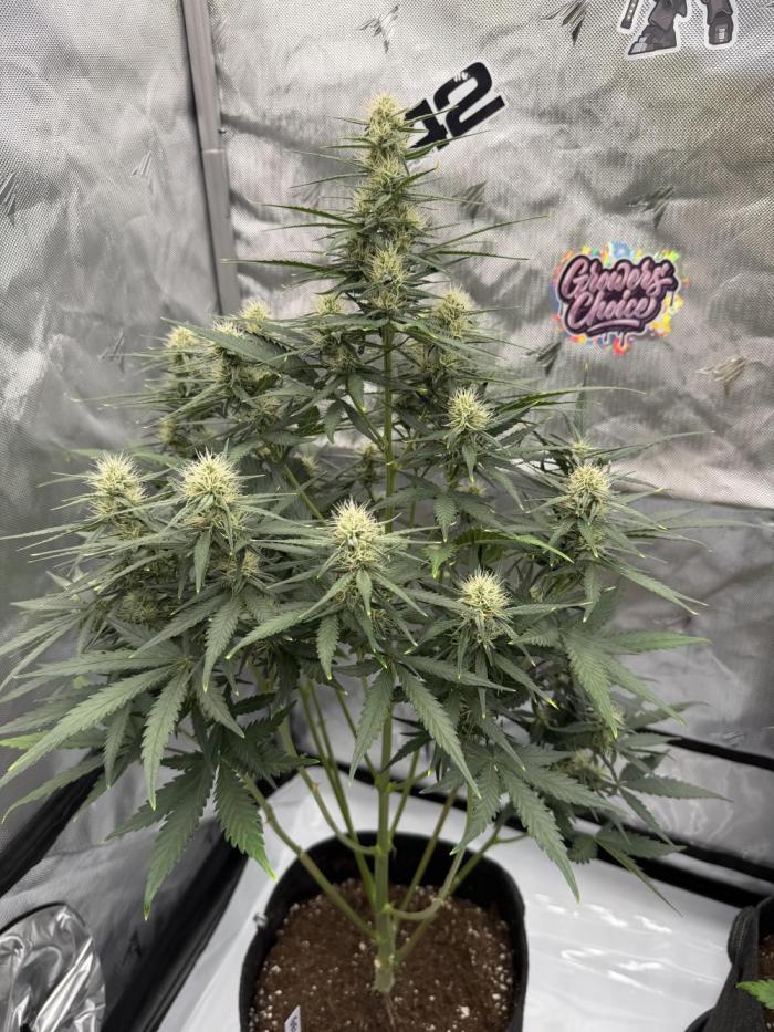 Gelato Auto FastBuds. Week 6