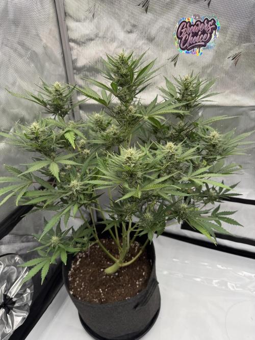 Guava Auto RF3 FastBuds. Week 6