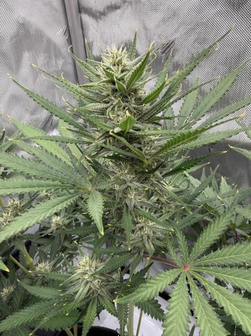 Guava Auto RF3 FastBuds. Week 6