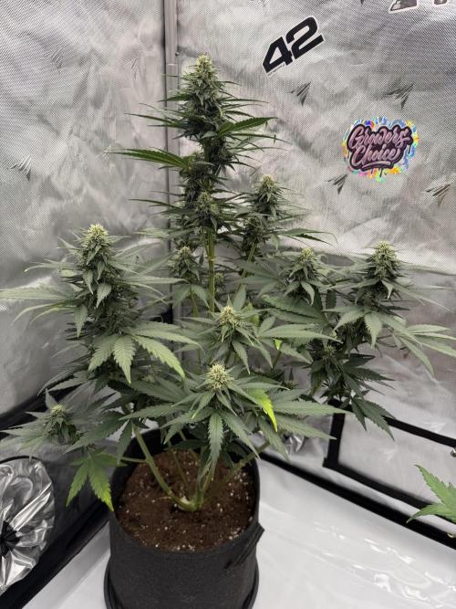 Banana Purple Punch from FastBuds. Week 6