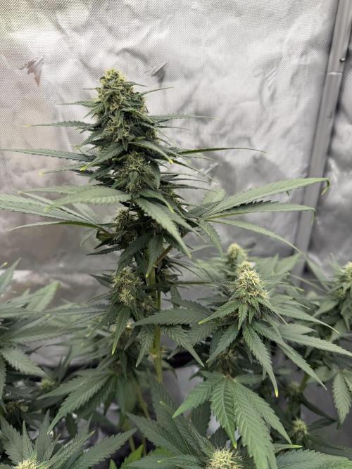 Banana Purple Punch from FastBuds. Week 6
