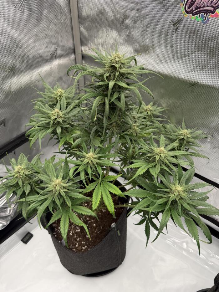 Last Dance with Strawberry Groilla Auto. Week 6