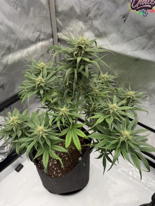 Strawberry Gorilla Auto. Week 6