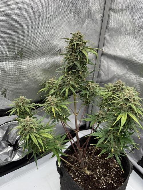 Last Dance with Strawberry Groilla Auto. Week 8