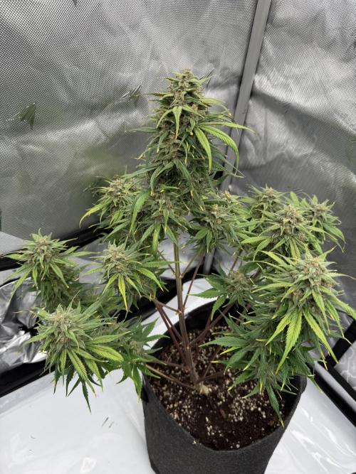 Last Dance with Strawberry Groilla Auto. Week 8