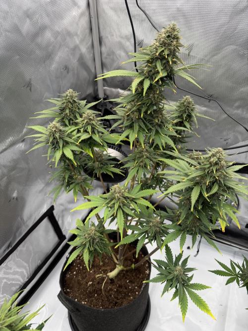 Banana Purple Punch from FastBuds. Week 8