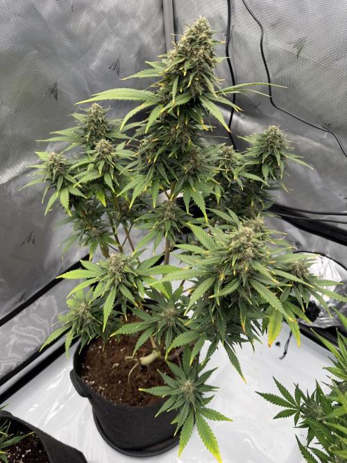 Banana Purple Punch from FastBuds. Week 8