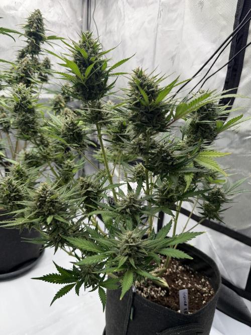 Guava Auto RF3 FastBuds. Week 8