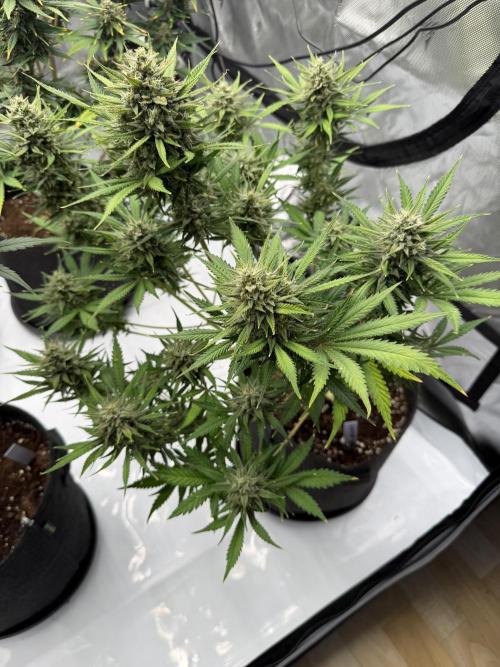 Guava Auto RF3 FastBuds. Week 8