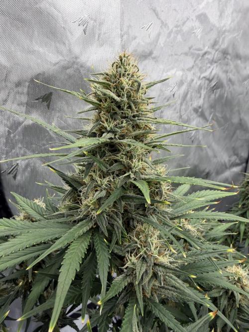 Gelato Auto FastBuds. Week 9