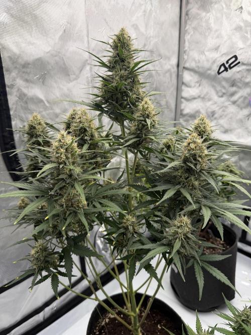 Gelato Auto FastBuds. Week 9