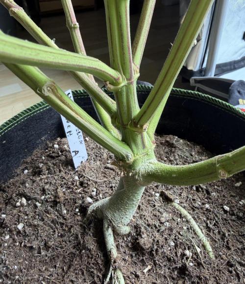 Watermelon Growers Choice Contest 2026. Week 13