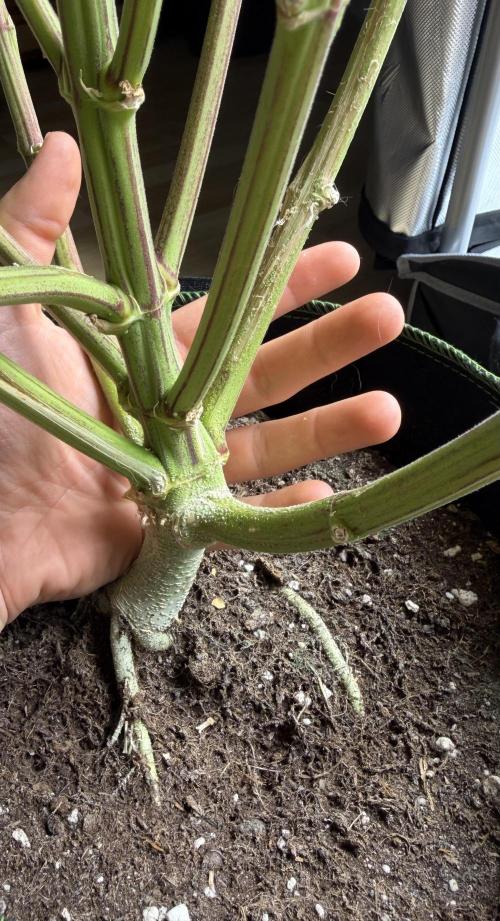 Watermelon Growers Choice Contest 2026. Week 13