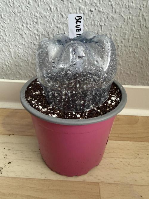 Solo cup Blueberry Mango 420StrainZ. Week 0