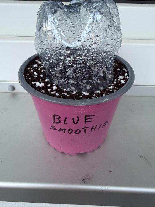 Blue Smoothie. Week 0