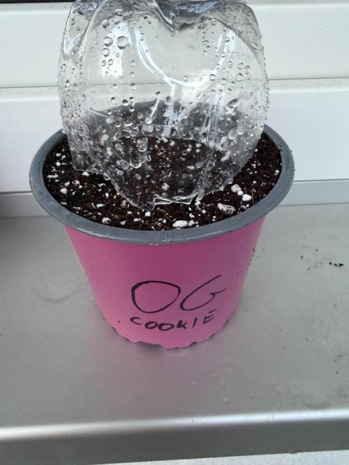 Plagron Cocos Perlite 70-30. Week 0
