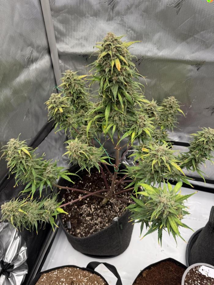 Last Dance with Strawberry Groilla Auto. Week 9
