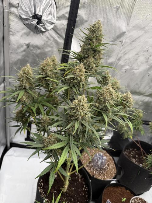 Gelato Auto. Week 9