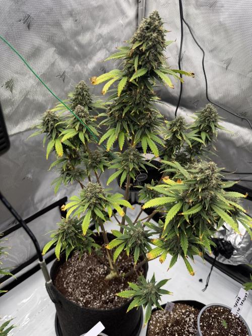 Banana Purple Punch Auto. Week 9