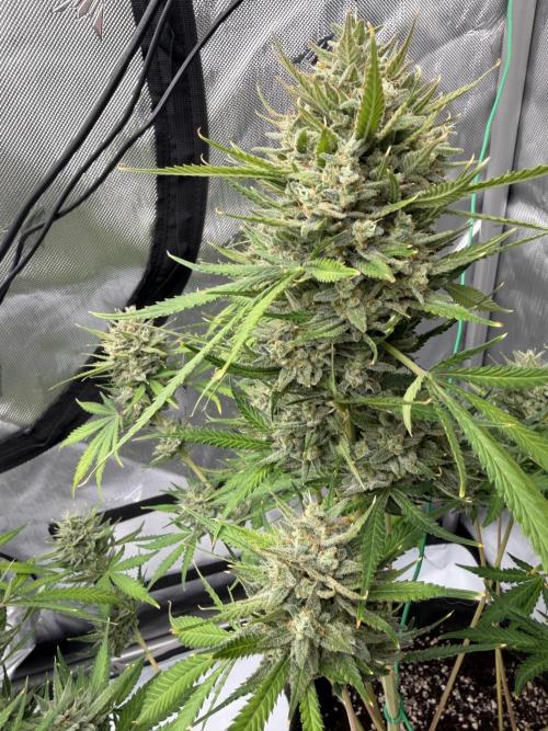 Guava Auto RF3 FastBuds. Week 9