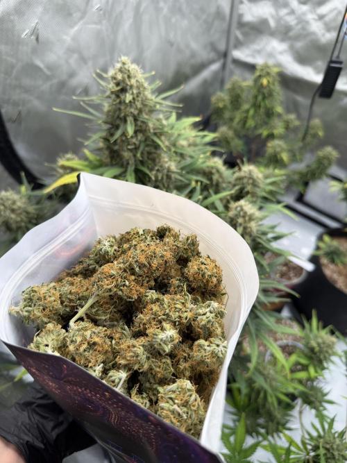 Growers Choice - Watermelon punch Auto by NiePoSionym420