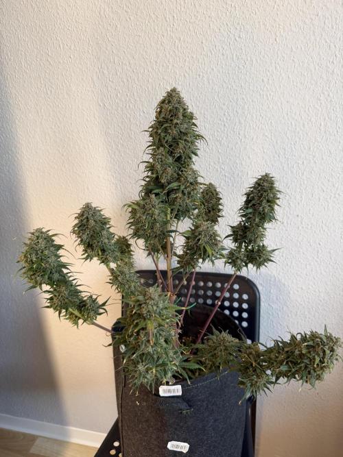 Last Dance with Strawberry Groilla Auto. Week 10