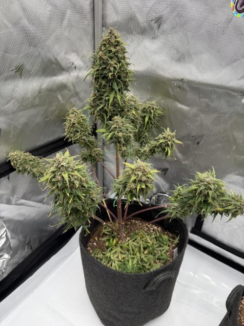 Last Dance with Strawberry Groilla Auto. Week 10