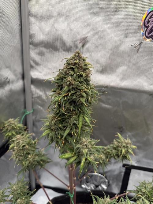 Last Dance with Strawberry Groilla Auto. Week 10