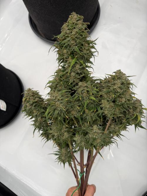 Last Dance with Strawberry Groilla Auto. Week 10