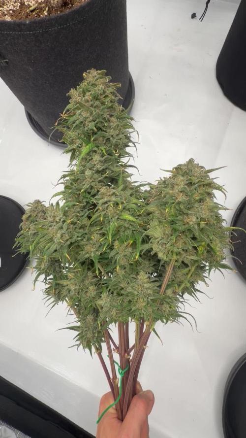 Last Dance with Strawberry Groilla Auto
